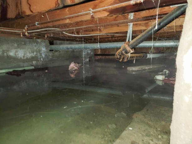 Best Carpet water damage restoration  in New Holland, PA