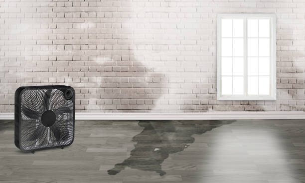 Best Basement water damage restoration  in New Holland, PA